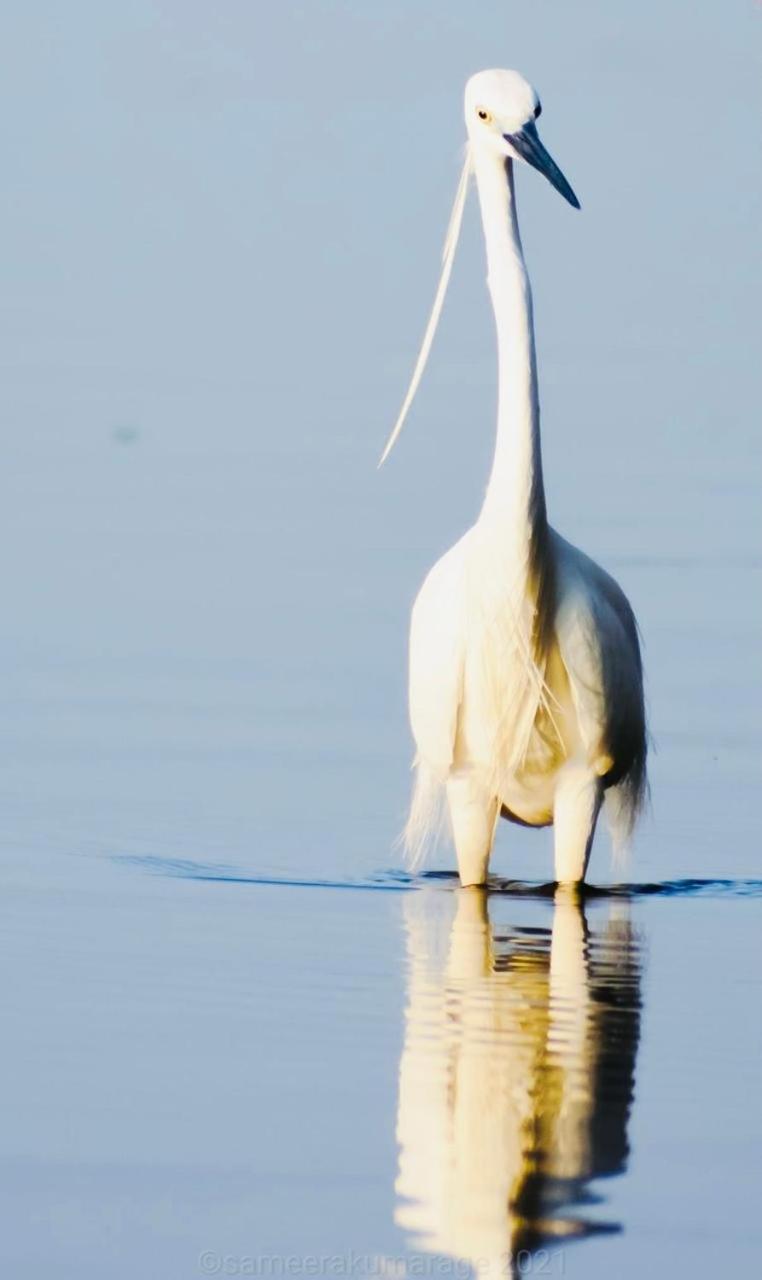 Pelican Lake Удавалаве Екстериор снимка